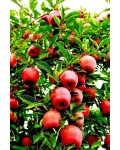 Яблоня Райская плодовая (осенняя) | Яблуня Райська плодова (осіння) | Malus Paradise Apple